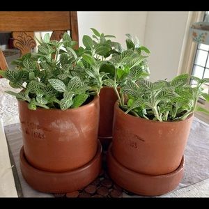 Terracotta planters with base